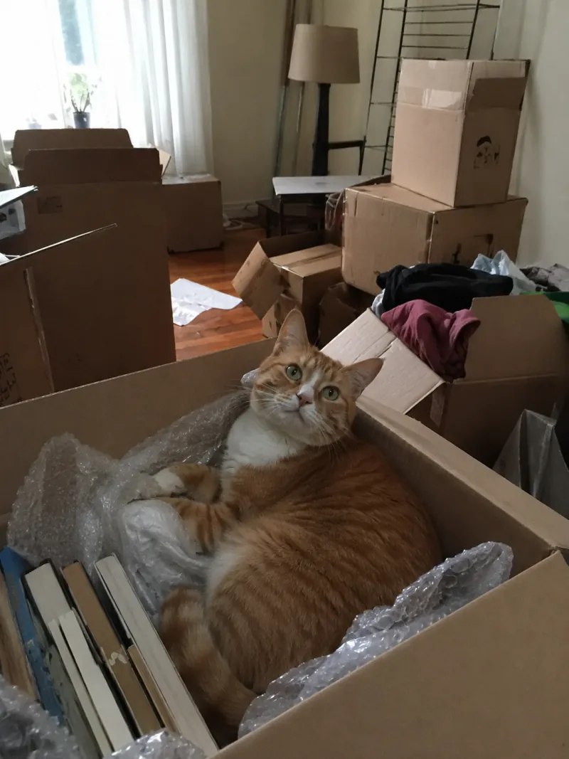 Oranger Katze liegt entspannt in einem mit Luftpolsterfolie gepolsterten Umzugskarton, weitere Kartons im Wohnzimmer am Umzugstag